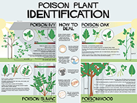 A graphic showing tips for identifying poisonous plants