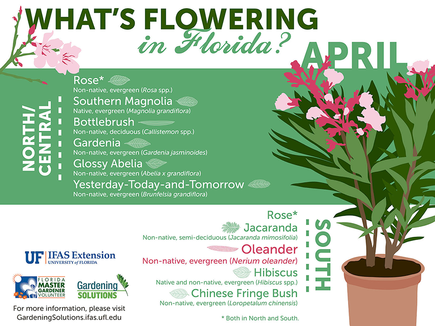 Infographic listing some woody plants that are flowering here in Florida in April