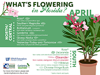 A graphic showing Florida trees that flower in April
