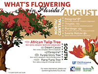 A graphic showing Florida trees that flower in August