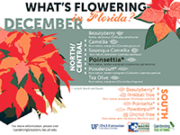 A graphic showing Florida trees that flower in December