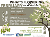 A graphic showing some Florida trees that flower in February