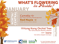 A graphic showing flowering trees in January for Florida
