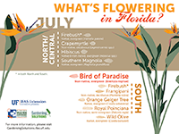 A graphic showing Florida trees that flower in July
