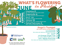 A graphic showing Florida trees that flower in June