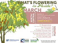 A graphic showing some Florida trees that flower in March