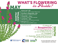 A graphic showing Florida trees that flower in May