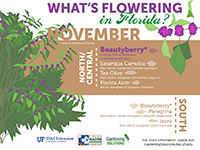 A graphic showing Florida trees that flower in November