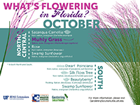 A graphic showing Florida trees that flower in October