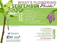 A graphic showing Florida trees that flower in September