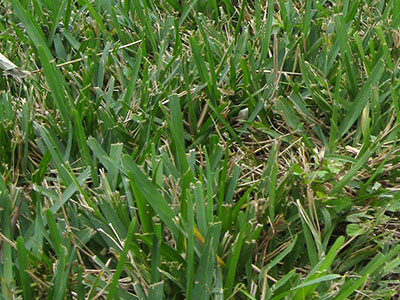 A poorly mowed St. Augustinegrass lawn