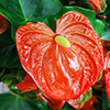 Bright red shiny anthurium flower with a long yellow stamen