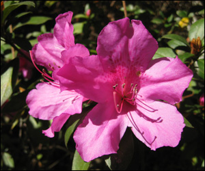 Magenta pink azalea flowers