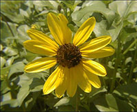 Beach sunflower is a perennial