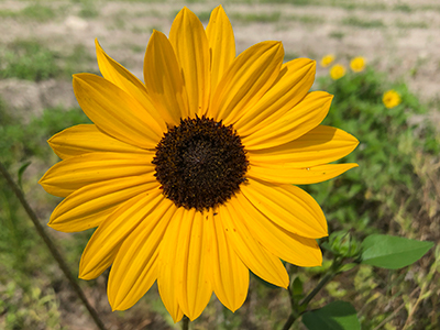 Yellow petaled flower with deep brown center