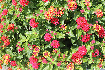 Shrub with light green pointed leaves, covered with clusters of mainly reddish-pink flowers