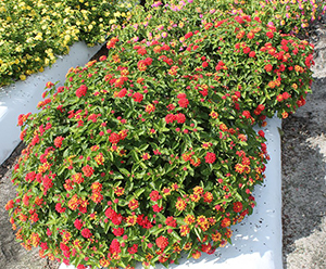 Mounded plants of lantana with  clusters of mainly reddish-pink flowers