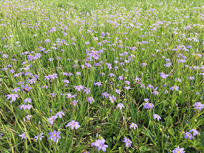 A large swath of grass covered in small violet-blue flowers