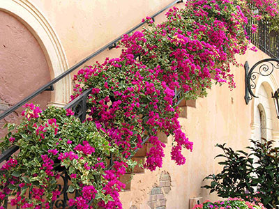 Bougainvillea on outside staircase