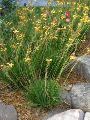 Bulbine with yellow flowers at Epcot