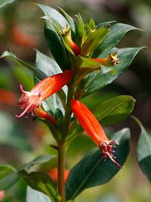 Long red tubular flowers on an upright leafy stem