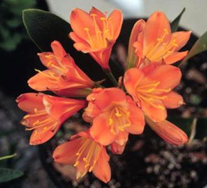 Source UF/IFAS hort faculty; orange clivia flowers