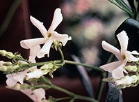 Close view of Confederate jasmine flower