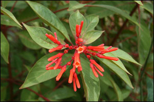 red tubular flowers of firebush