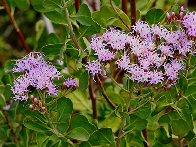 Endangered Plant Species In Florida