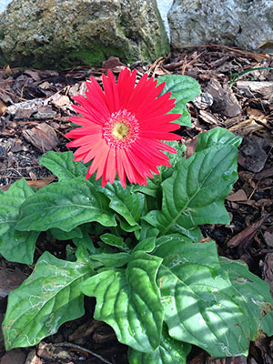 Red Gerbera daisy in plant bed
