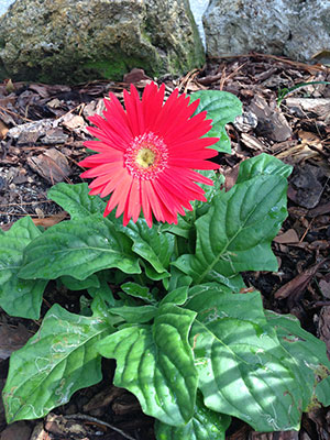 Daisies Grown