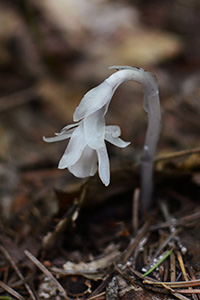 A translucent-white, single-stemmed flower pops up out of the forest floor