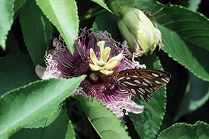 Butterfly on purple passion flower