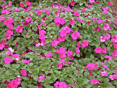 A mass of pink impatiens