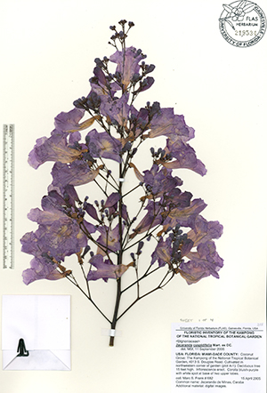 Preserved purple flowers of jacaranda