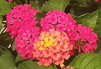 Small photo of five tiny clusters of hot pink flowers