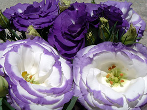 Purple and white lisianthus