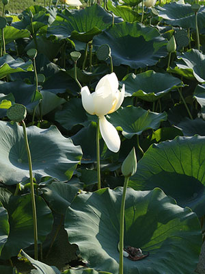 Yellow American lotus flower