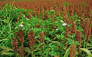 Vine with purple flowers growing over a field of crop sorghum