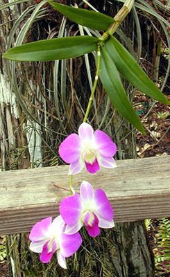 Dendrobium orchid