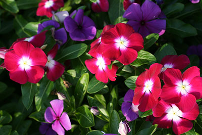 Multicolored periwinkle flowers