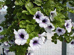 Purple and white petunias