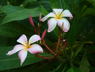 plumeria flowers plants florida tropics fragrant incredibly tropical growing touch try come beauty university