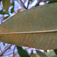 Close view of the underside of a leaf covered in raised orange spots