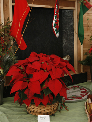Red poinsettia in a basket in front of a fireplace with stockings hung from the mantle