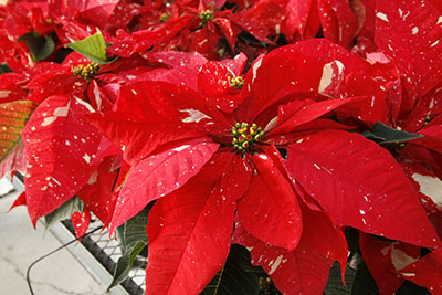 Red poinsettias with white speckles