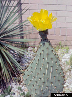 Prickly pear cactus with yellow flower