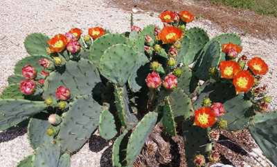 A cactus plan with red and yellow flowers