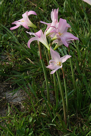 Rain lilies