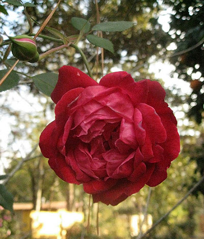 'Louis Philippe' antique rose